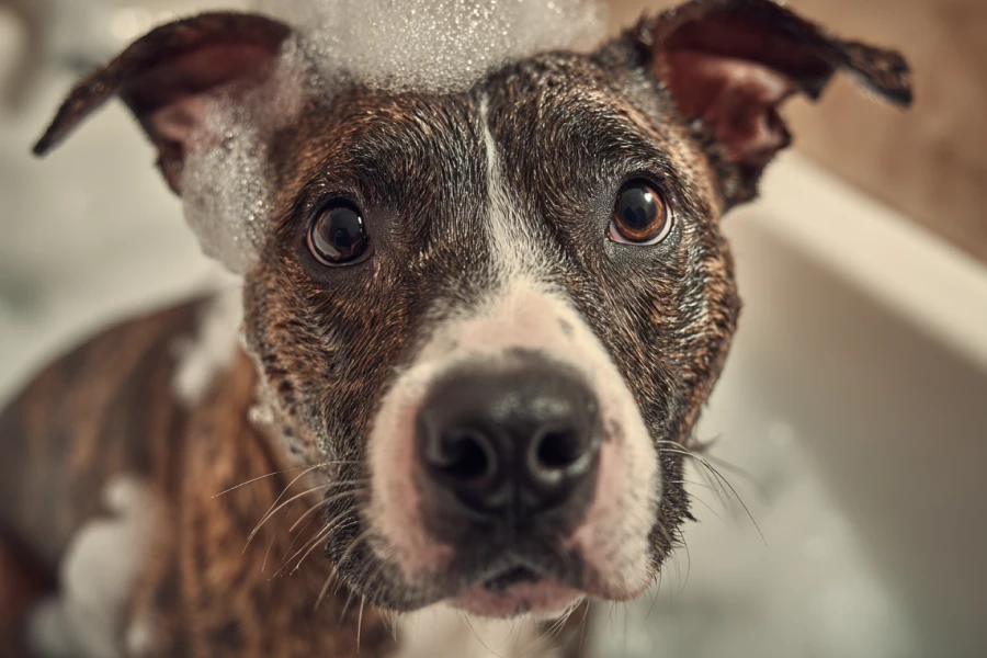 Pet Care Grooming Checklist