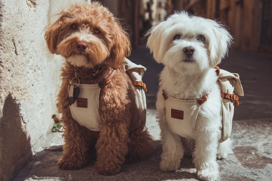 Dog Travel Preparation Guide